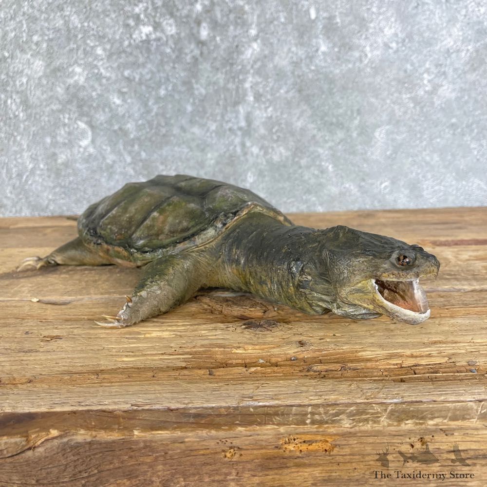 Snapping Turtle Taxidermy Mount For Sale - #25128 @ The Taxidermy Store