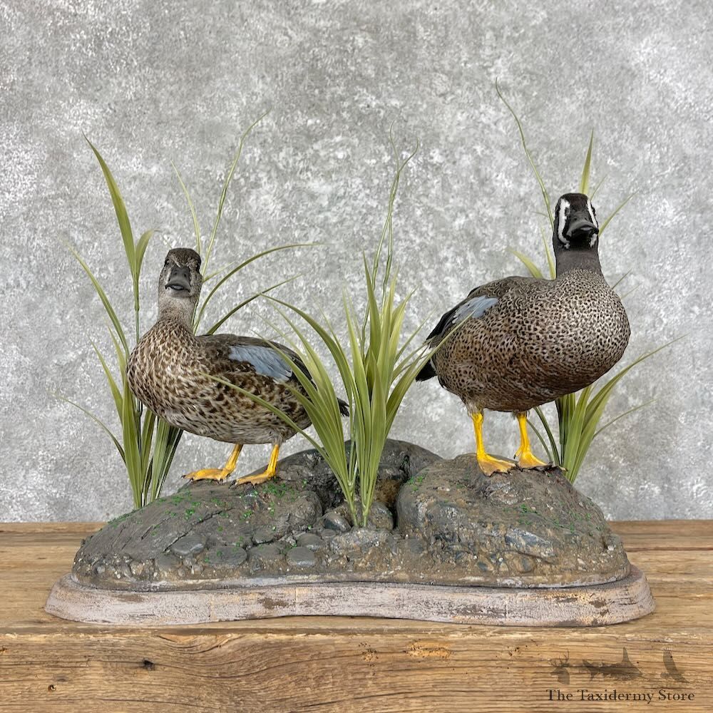Blue Winged Teal Duck Pair Bird Mount For Sale #27586 @ The Taxidermy Store