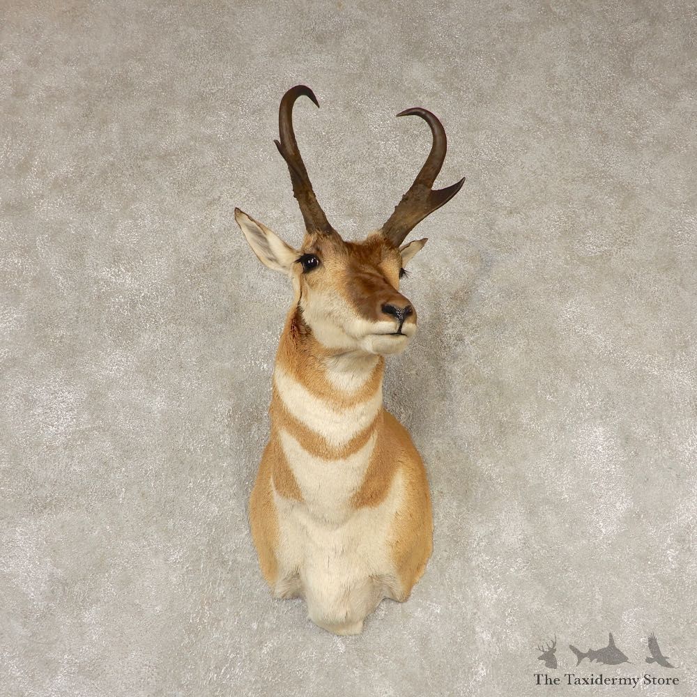 Pronghorn Taxidermy Shoulder Mount #21595 For Sale @ The Taxidermy Store