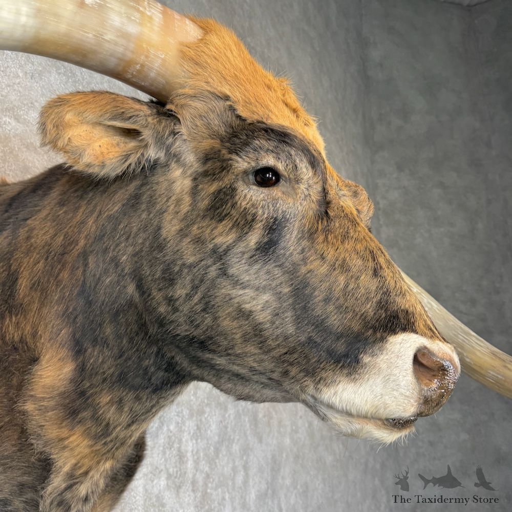 Longhorn Steer Shoulder Mount For Sale #30144 @ The Taxidermy Store