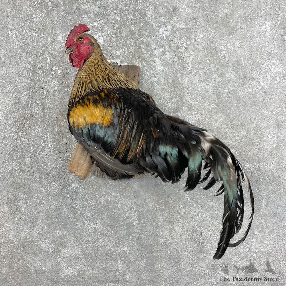 Domestic Chicken Rooster Bird Mount For Sale #25755 @ The Taxidermy Store