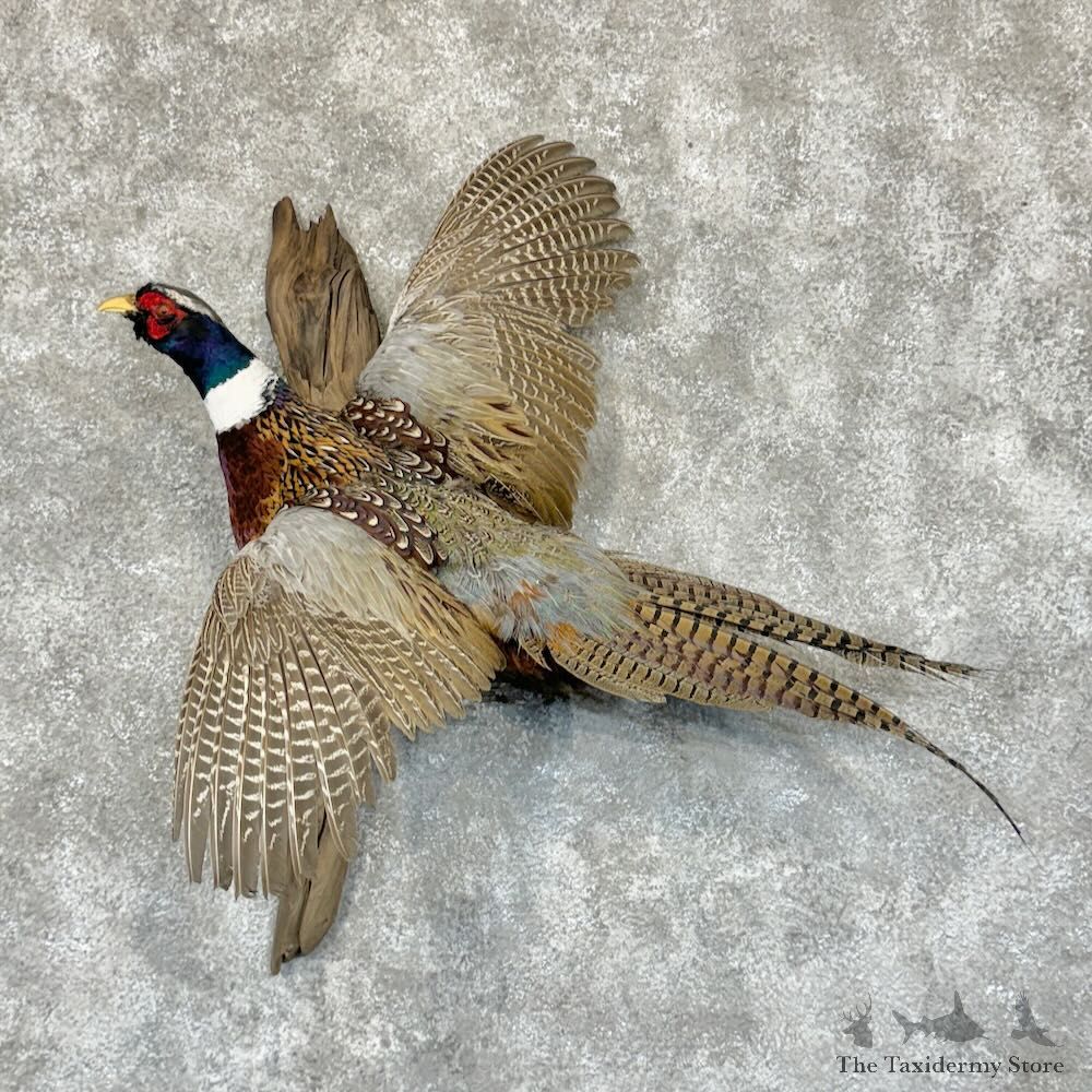 Ringneck Pheasant Bird Mount For Sale #29146 @ The Taxidermy Store