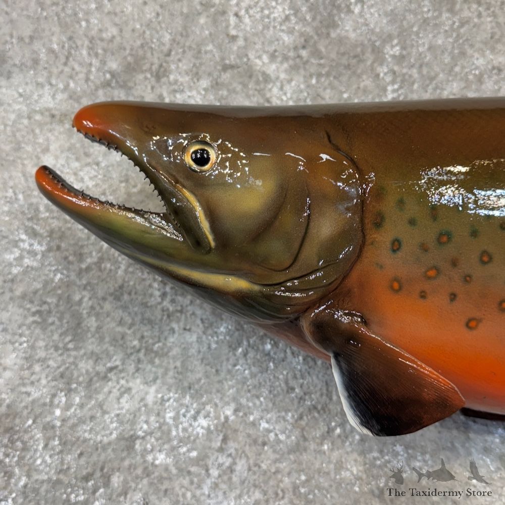 Arctic Char Fish Mount For Sale #30114 @ The Taxidermy Store