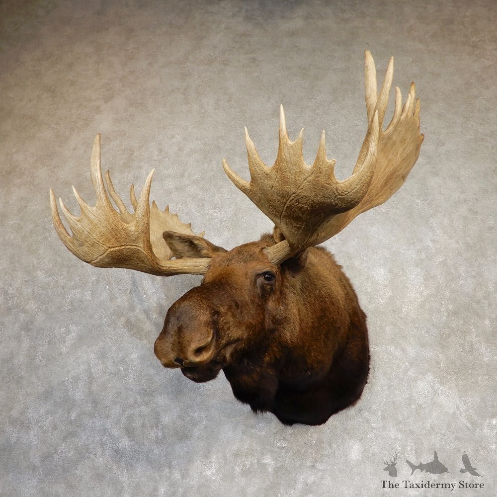 Alaskan Yukon Moose Shoulder Mount For Sale #20217 @ The Taxidermy Store