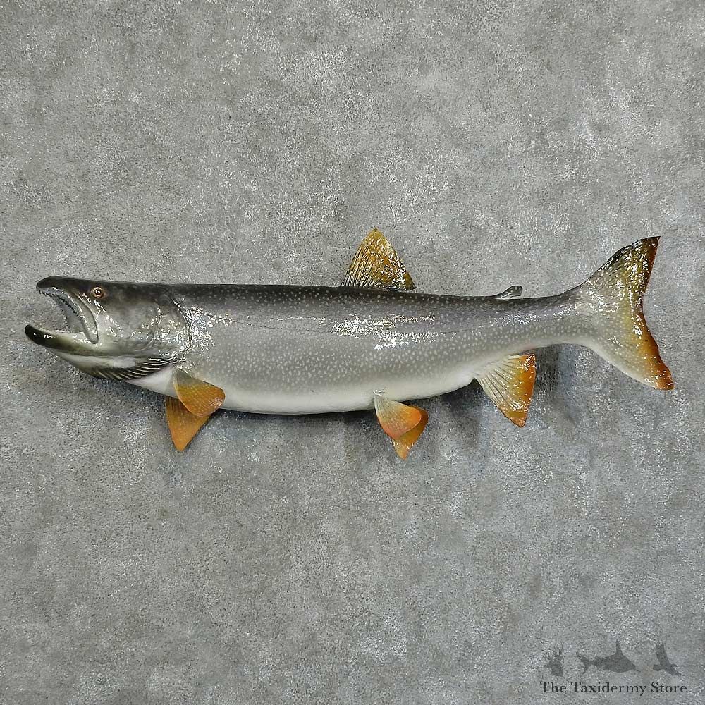 Lake Trout Freshwater Fish Mount For Sale #16065 @ The Taxidermy Store
