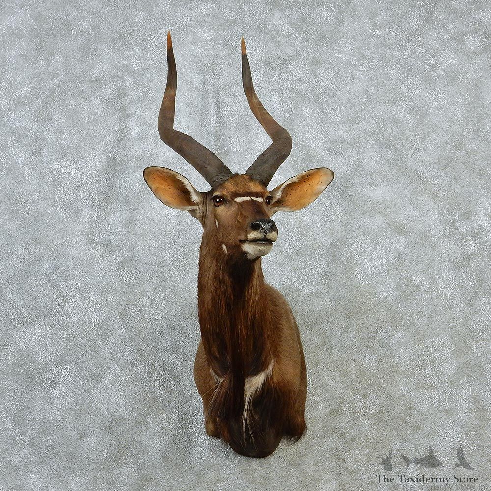 African Nyala Taxidermy Shoulder Mount #12895 For Sale @ The Taxidermy Store