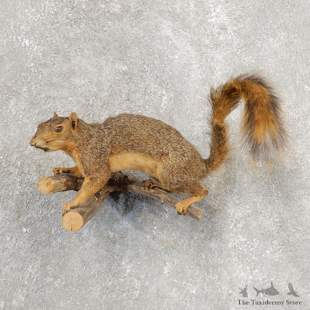 Fox Squirrel Taxidermy Mount For Sale #21160 @ The Taxidermy Store