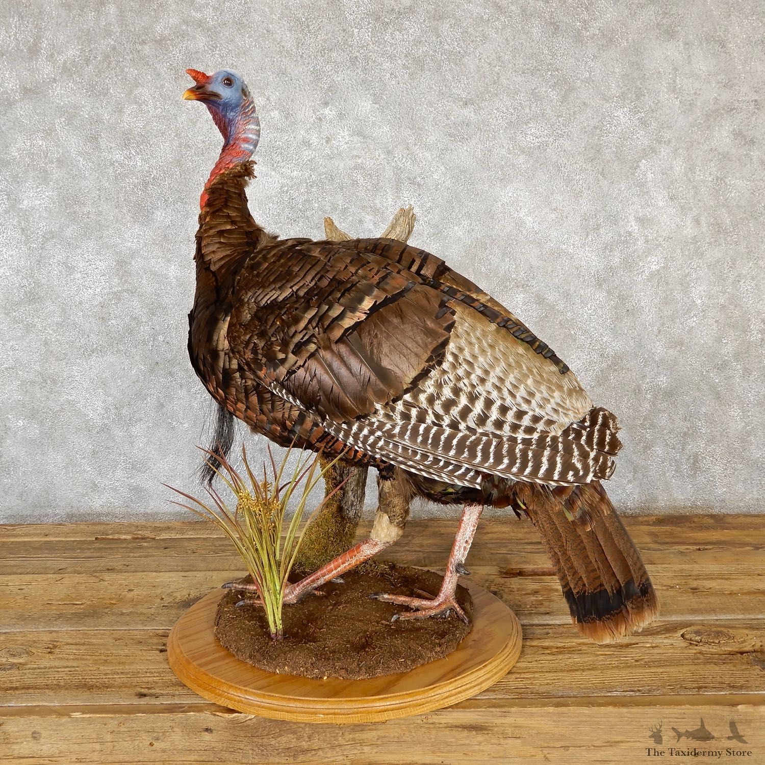Eastern Turkey Bird Mount For Sale #19352 @ The Taxidermy Store