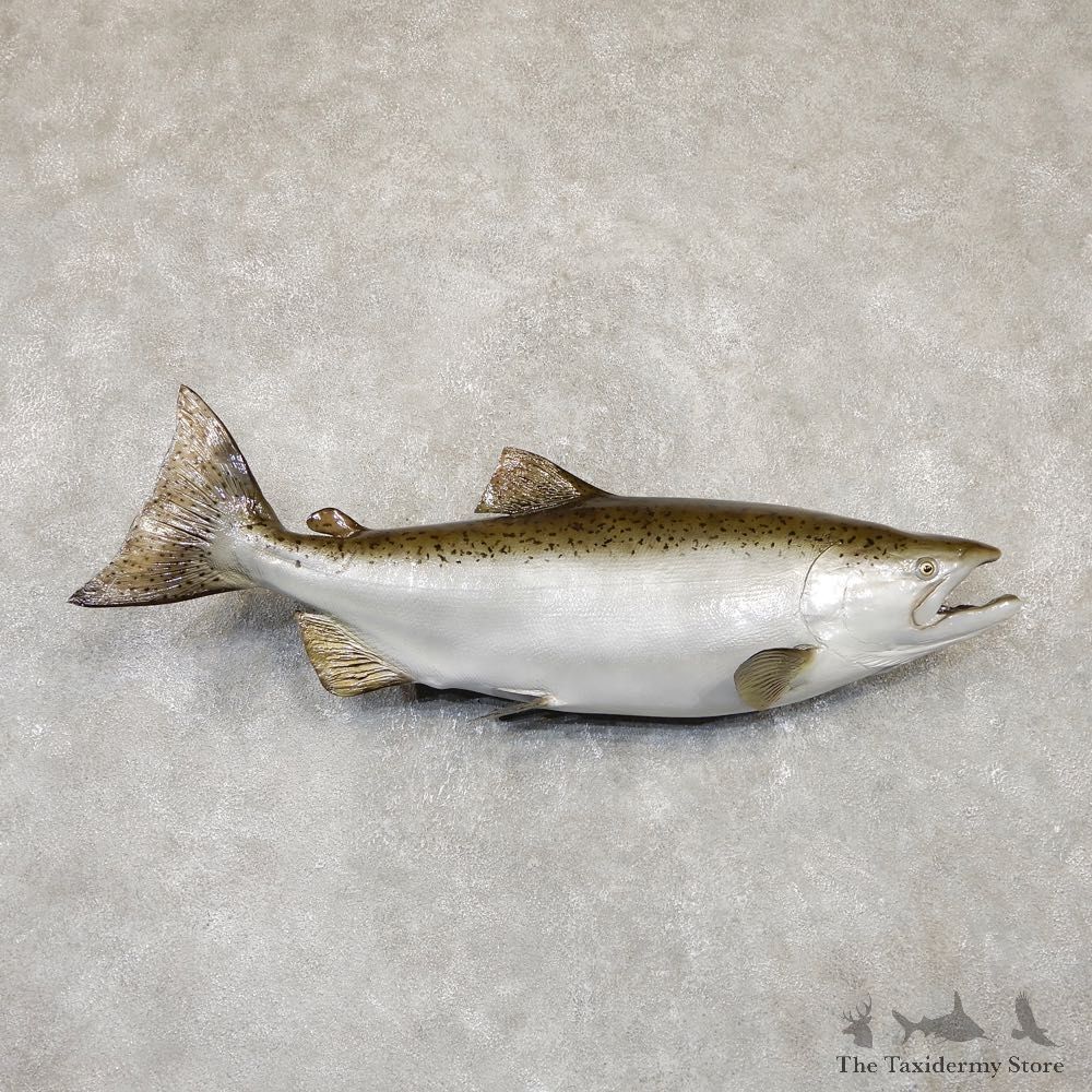 King Salmon Fish Mount For Sale #20108 @ The Taxidermy Store