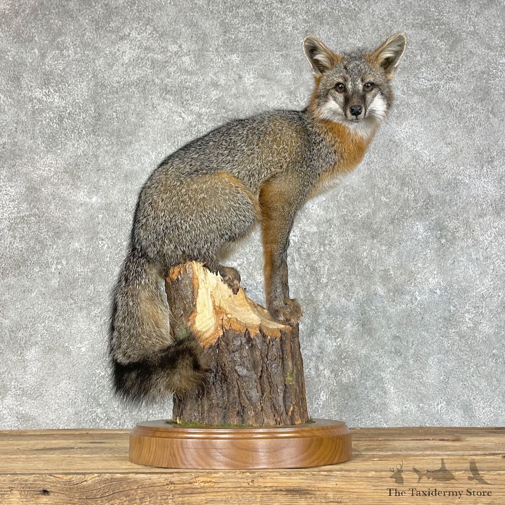 Grey Fox Life-Size Mount For Sale #25460 @ The Taxidermy Store