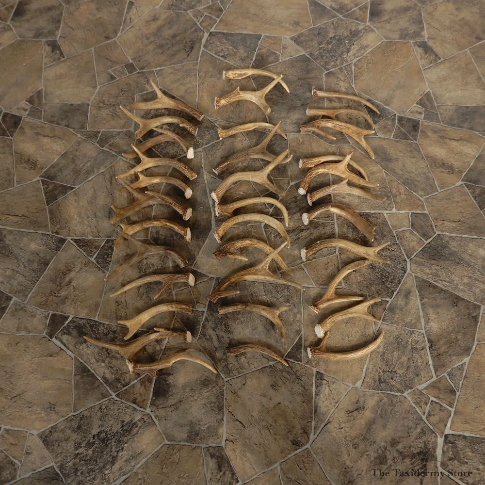 Whitetail Deer Antler Craft Pack For Sale #21340 @ The Taxidermy Store