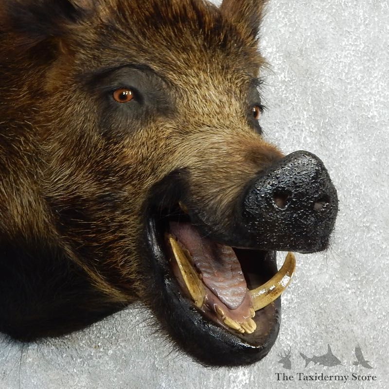 Wild Boar Shoulder Mount For Sale #18054 @ The Taxidermy Store
