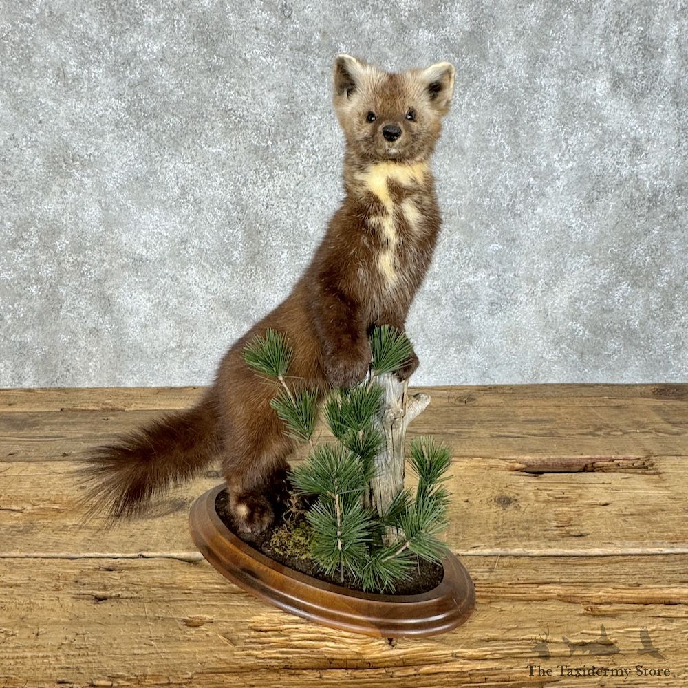 American Pine Marten Mount For Sale #29677 @ The Taxidermy Store