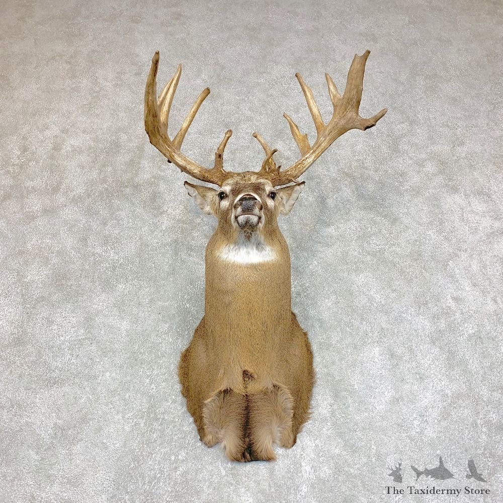 Whitetail Deer Shoulder Mount #21786 For Sale - The Taxidermy Store