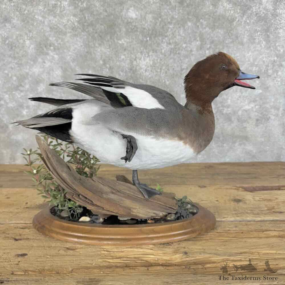 Eurasian Wigeon Duck Bird Mount For Sale #31090 @ The Taxidermy Store