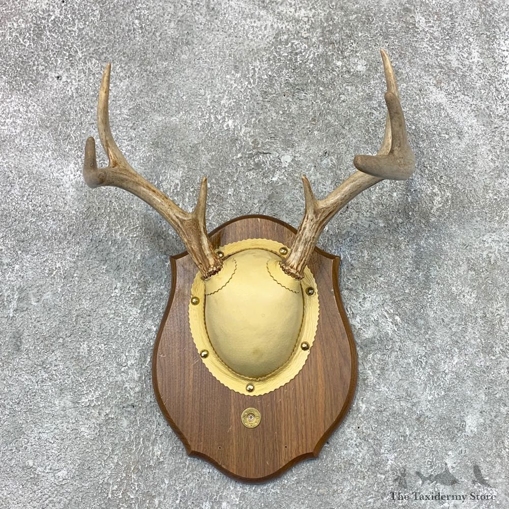Whitetail Deer Antler Plaque Mount For Sale #22665 @ The Taxidermy Store
