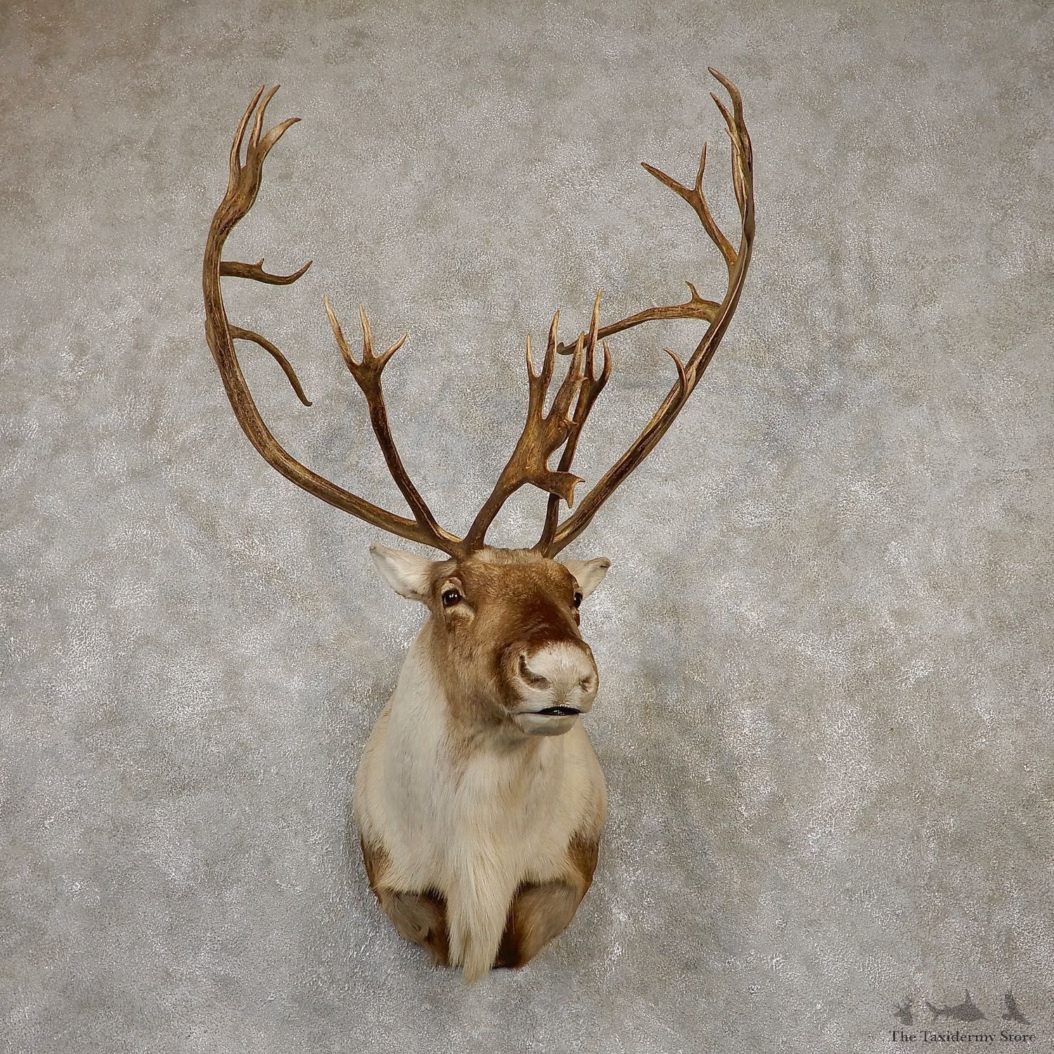 Caribou Shoulder Mount For Sale #19939 @ The Taxidermy Store