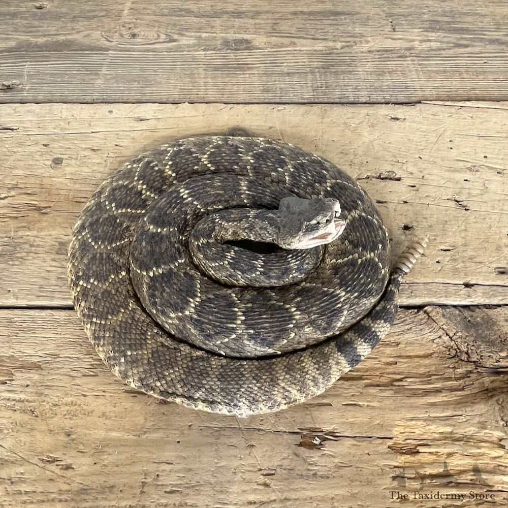 Rattlesnake Mount For Sale #28647 @ The Taxidermy Store