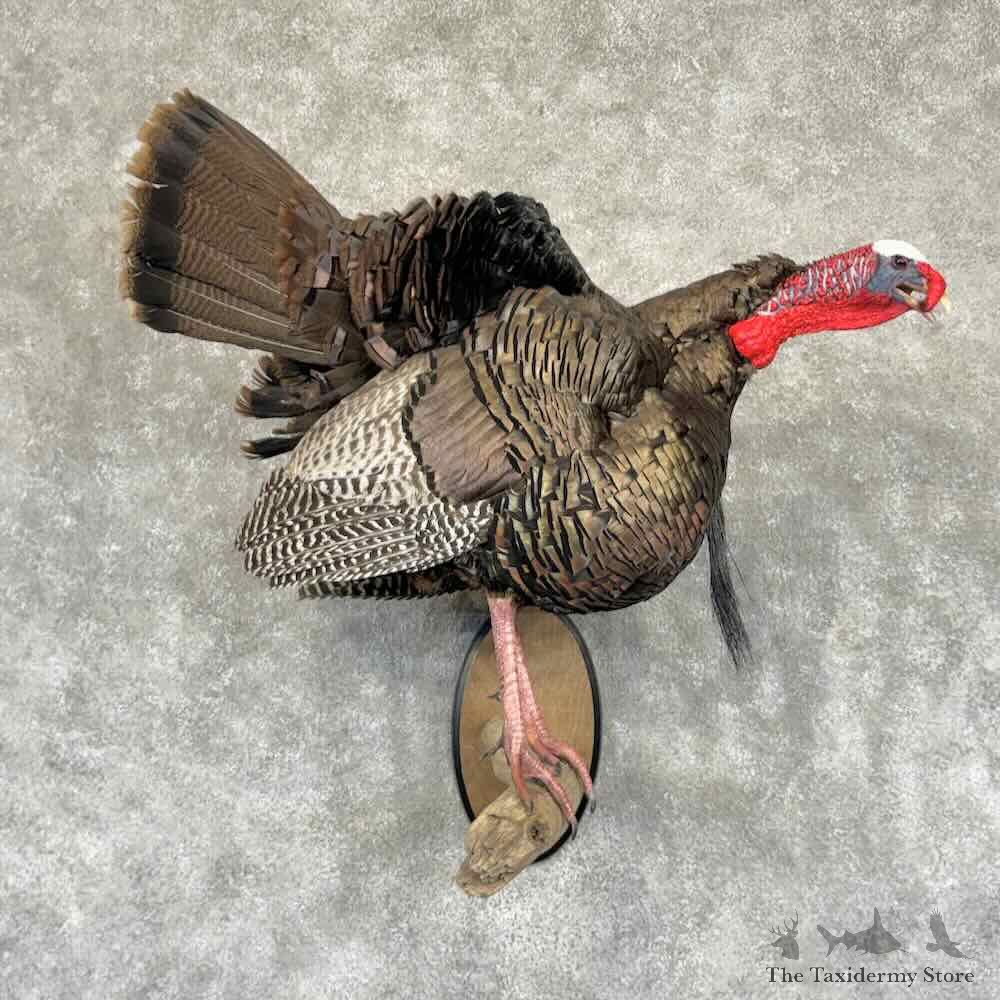 Eastern Turkey Bird Mount For Sale #31903 @ The Taxidermy Store