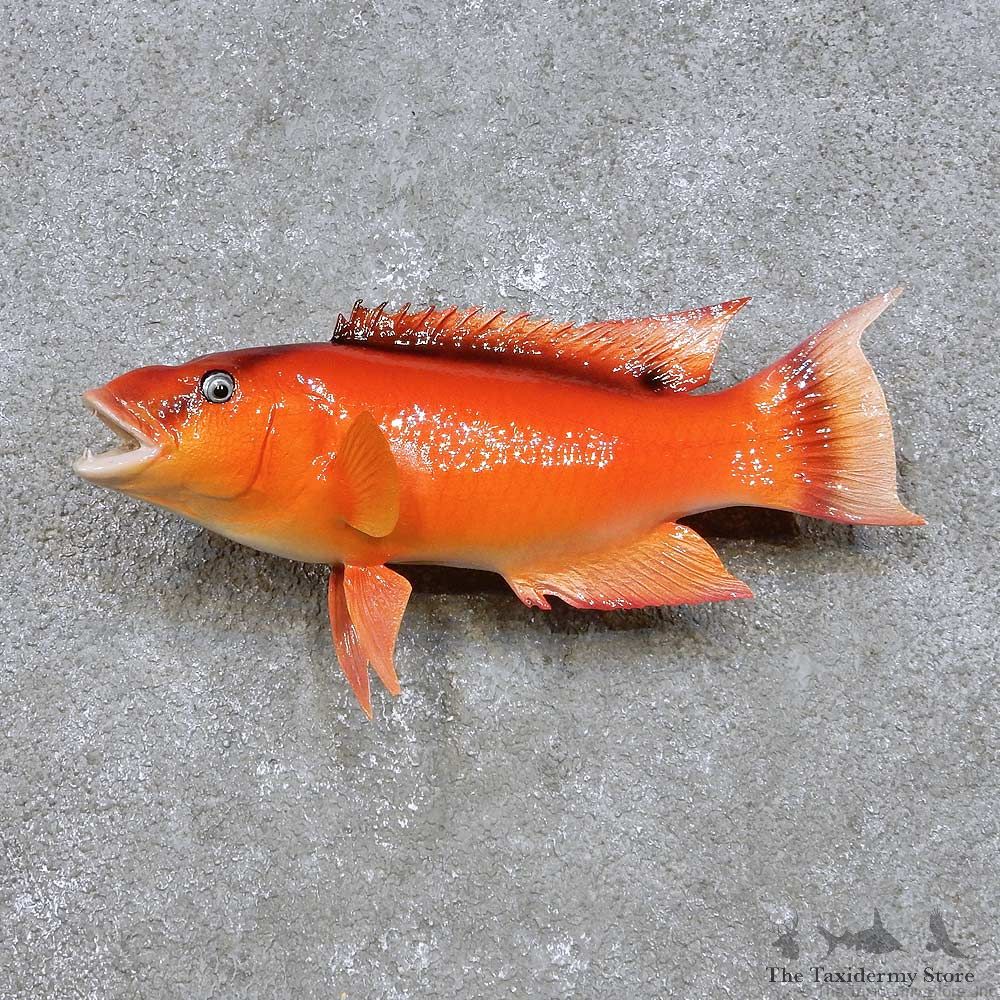 Orange Ocean Fish Mount For Sale #14383 @ The Taxidermy Store