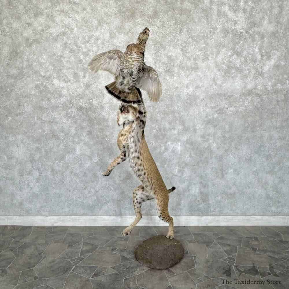 Bobcat Life-Size Mount For Sale #30669 @ The Taxidermy Store