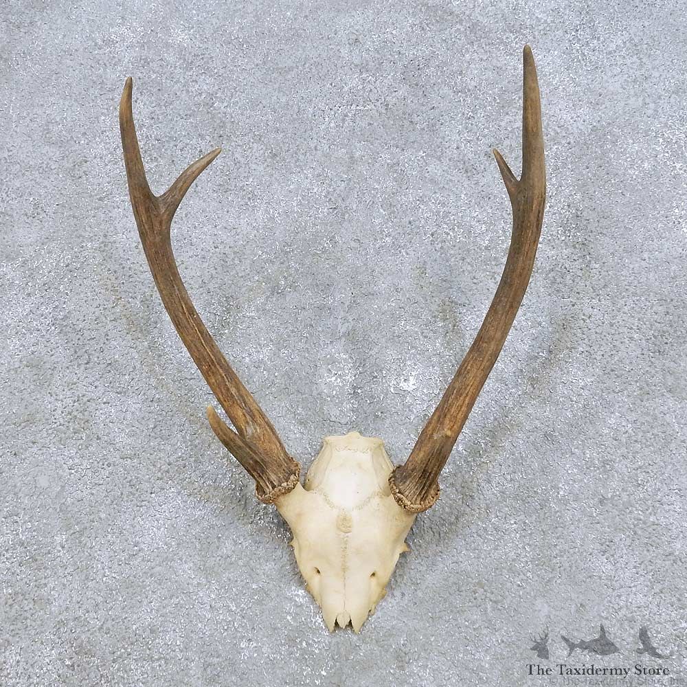 Japanese Sika Deer Horn Mount For Sale #14442 @ The Taxidermy Store