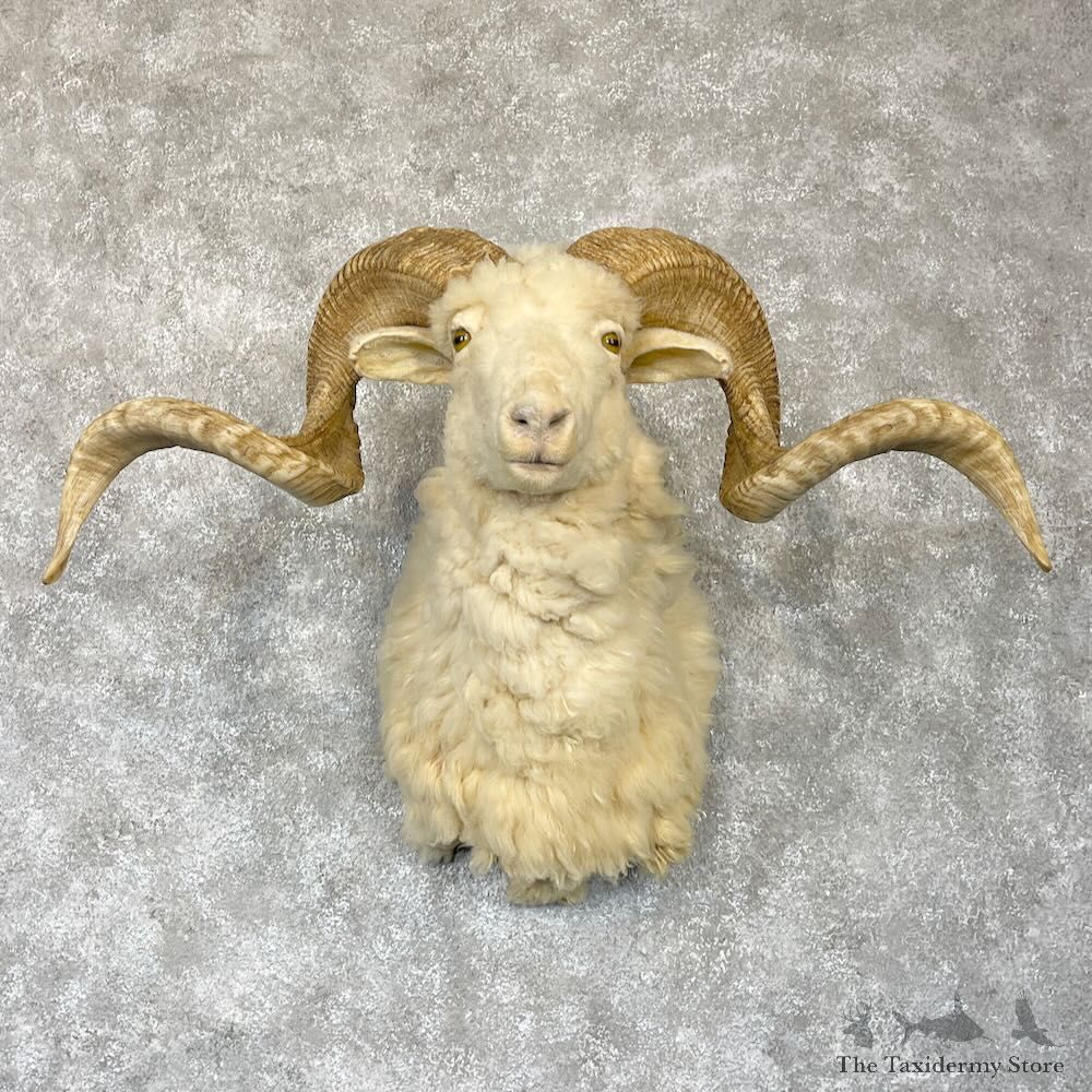 Texas Dall Sheep Shoulder Mount For Sale #28176 @ The Taxidermy Store