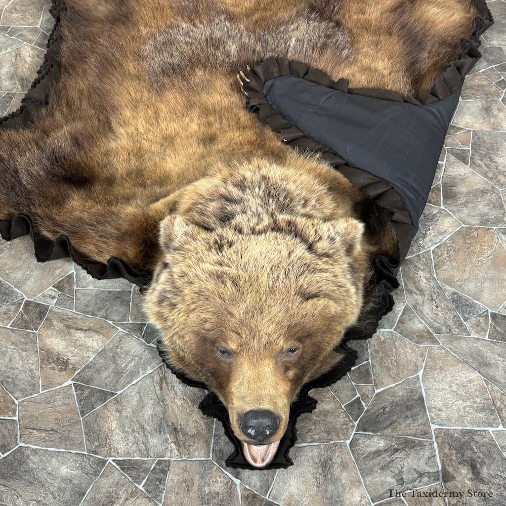 Grizzly Bear Full Size Rug Mount For Sale #29302 @ The Taxidermy Store