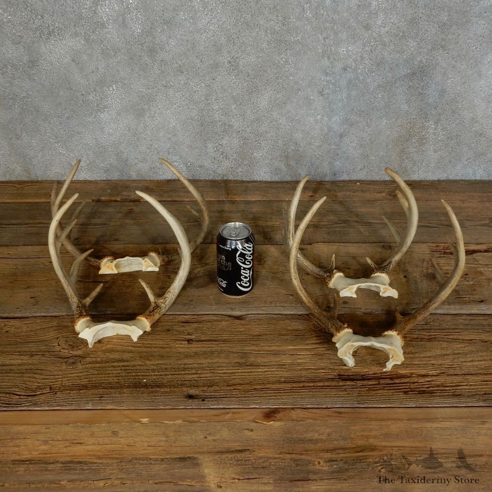 Whitetail Deer Antler Shed For Sale #16133 @ The Taxidermy Store