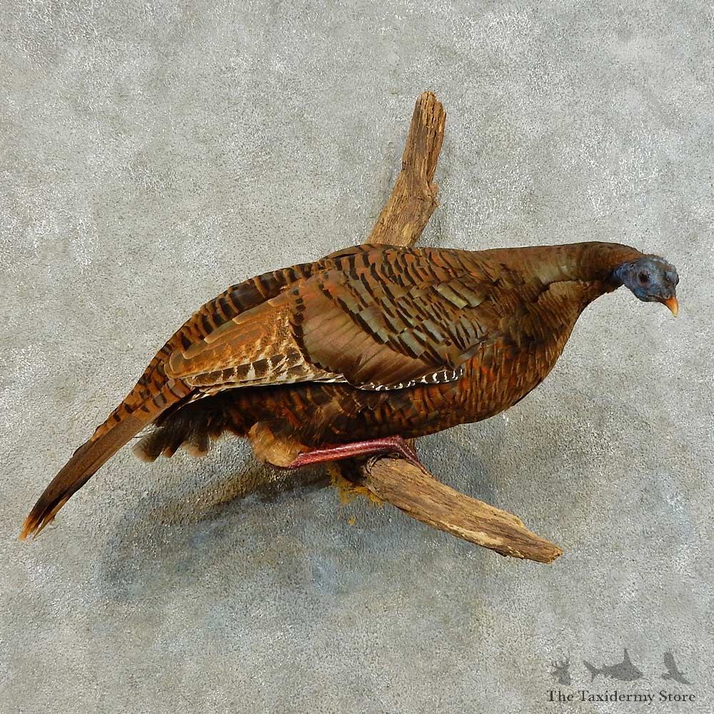 Eastern Turkey Hen Bird Mount For Sale #16355 @ The Taxidermy Store