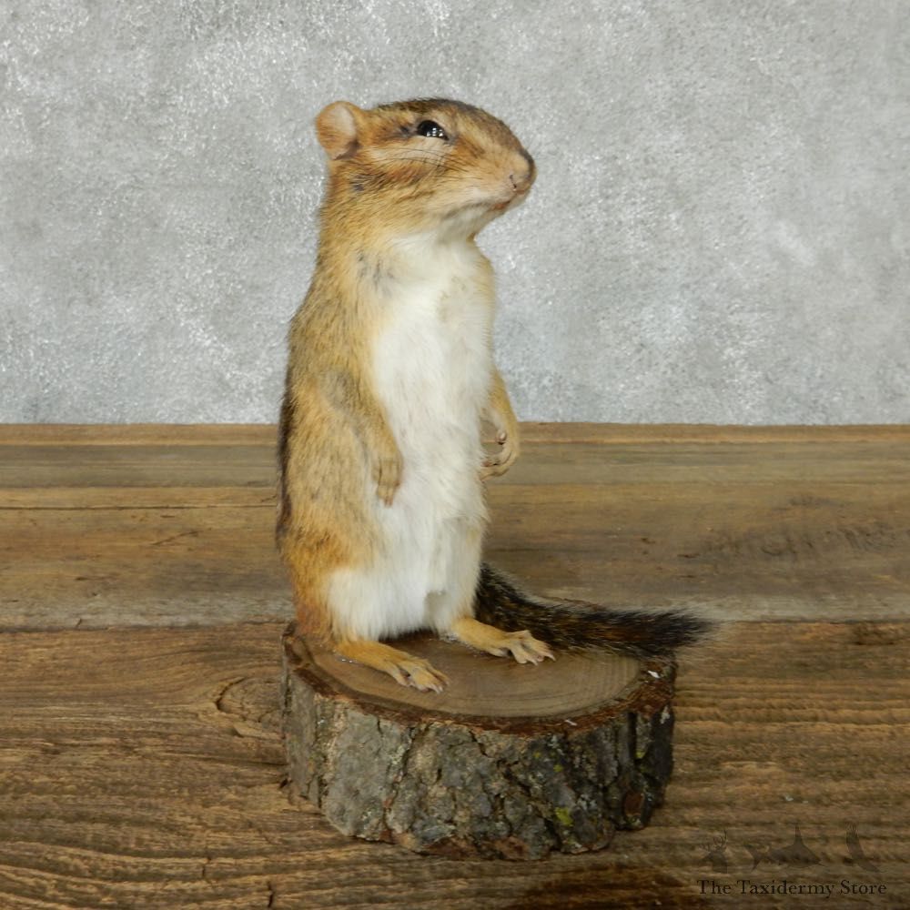 Standing Chipmunk Life Size Mount #13436 For Sale @ The Taxidermy Store