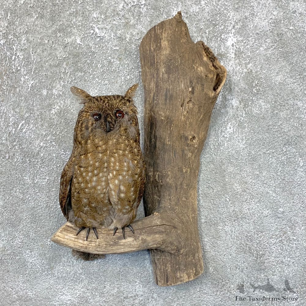 Reproduction Long-eared Owl Life Size Mount #23895 For Sale @ The Taxidermy Store