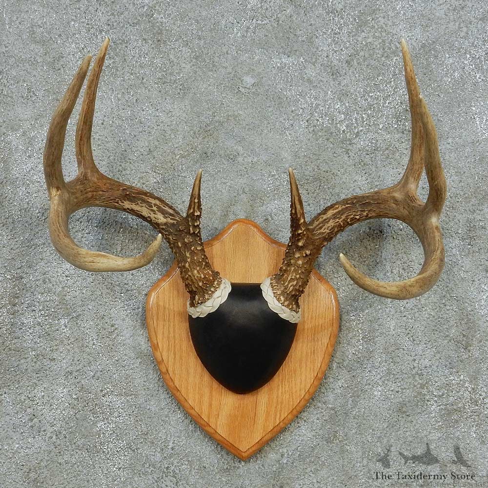 Whitetail Deer Antler Plaque Mount #13593 For Sale @ The Taxidermy Store