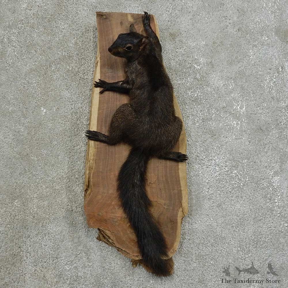 Black Squirrel Life-Size Mount For Sale #16848 @ The Taxidermy Store