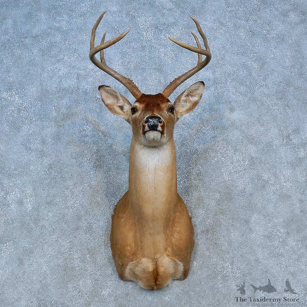 Whitetail Deer Shoulder Mount For Sale #15470 @ The Taxidermy Store