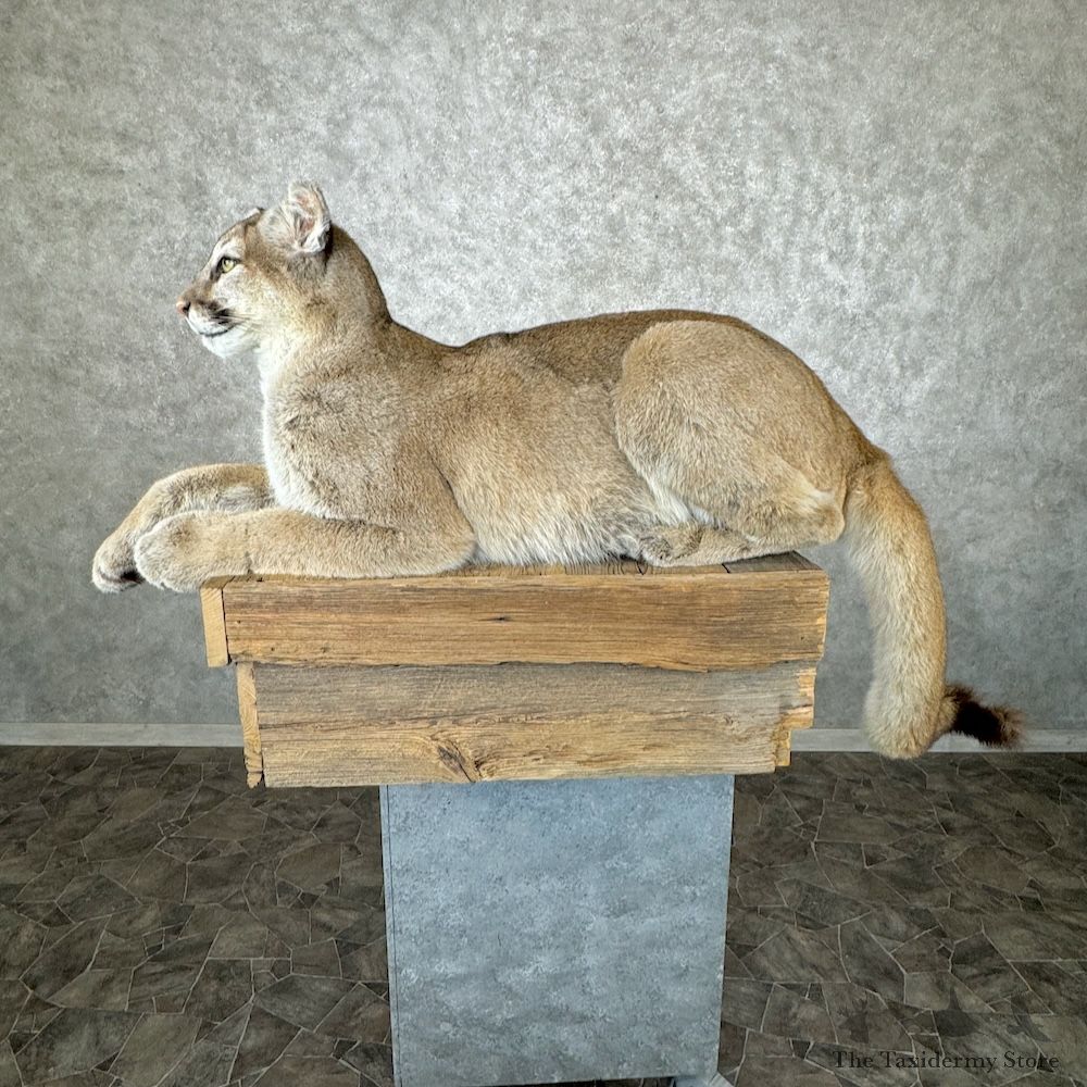 Mountain Lion Cougar Mount For Sale #29653 @ The Taxidermy Store