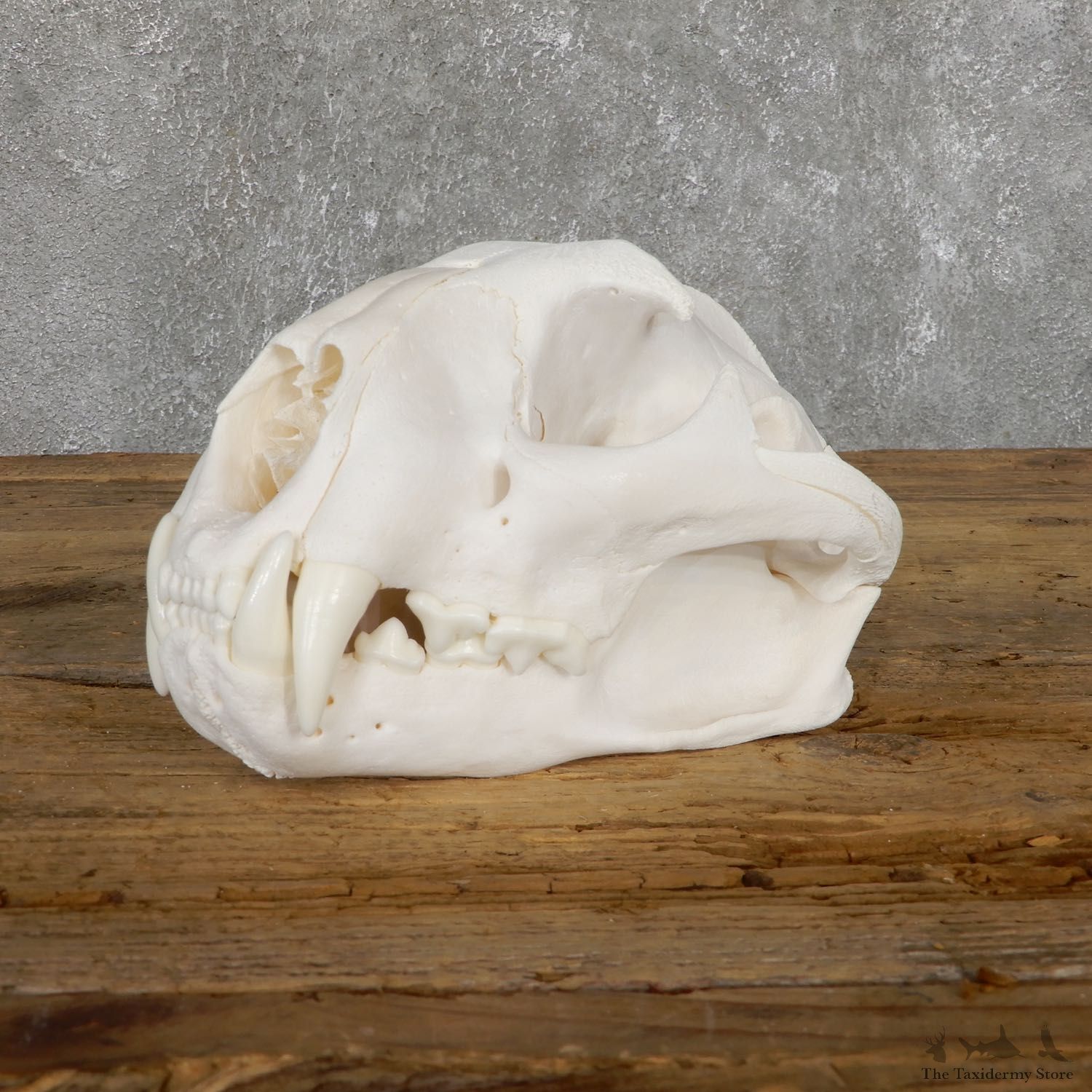 Mountain Lion Cougar Full Skull For Sale #19481 @ The Taxidermy Store