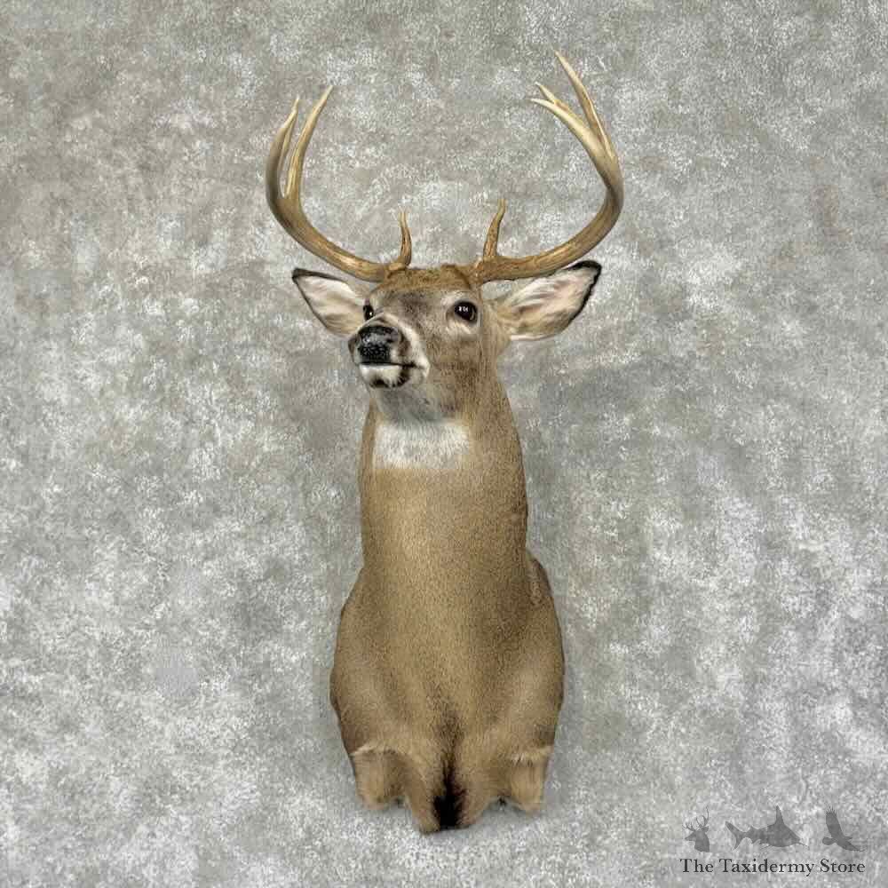 Whitetail Deer Shoulder Mount For Sale #31928 @ The Taxidermy Store