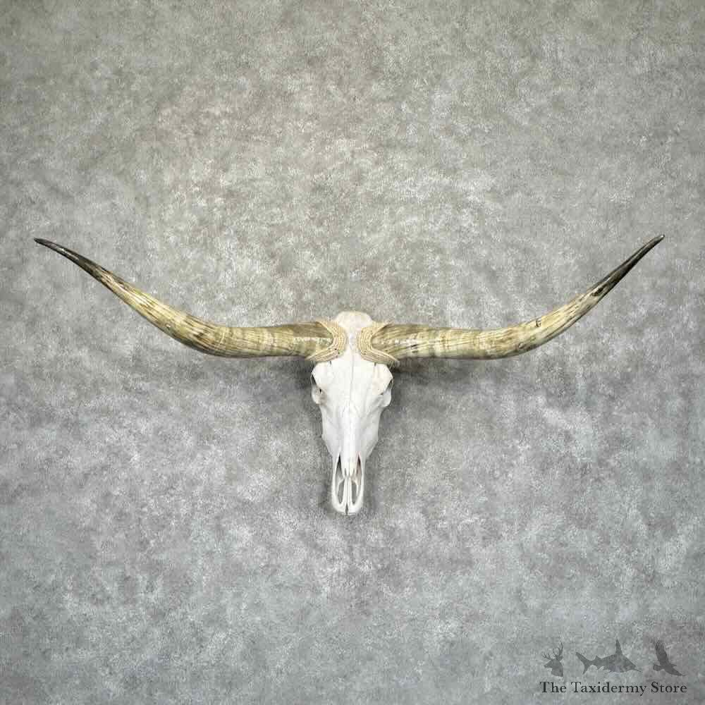 Longhorn Steer Skull European Mount For Sale #31916 @ The Taxidermy Store