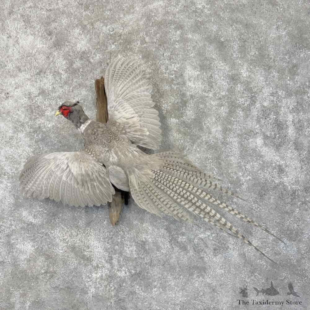 Abyssinian Pheasant Bird Mount For Sale #31694 @ The Taxidermy Store