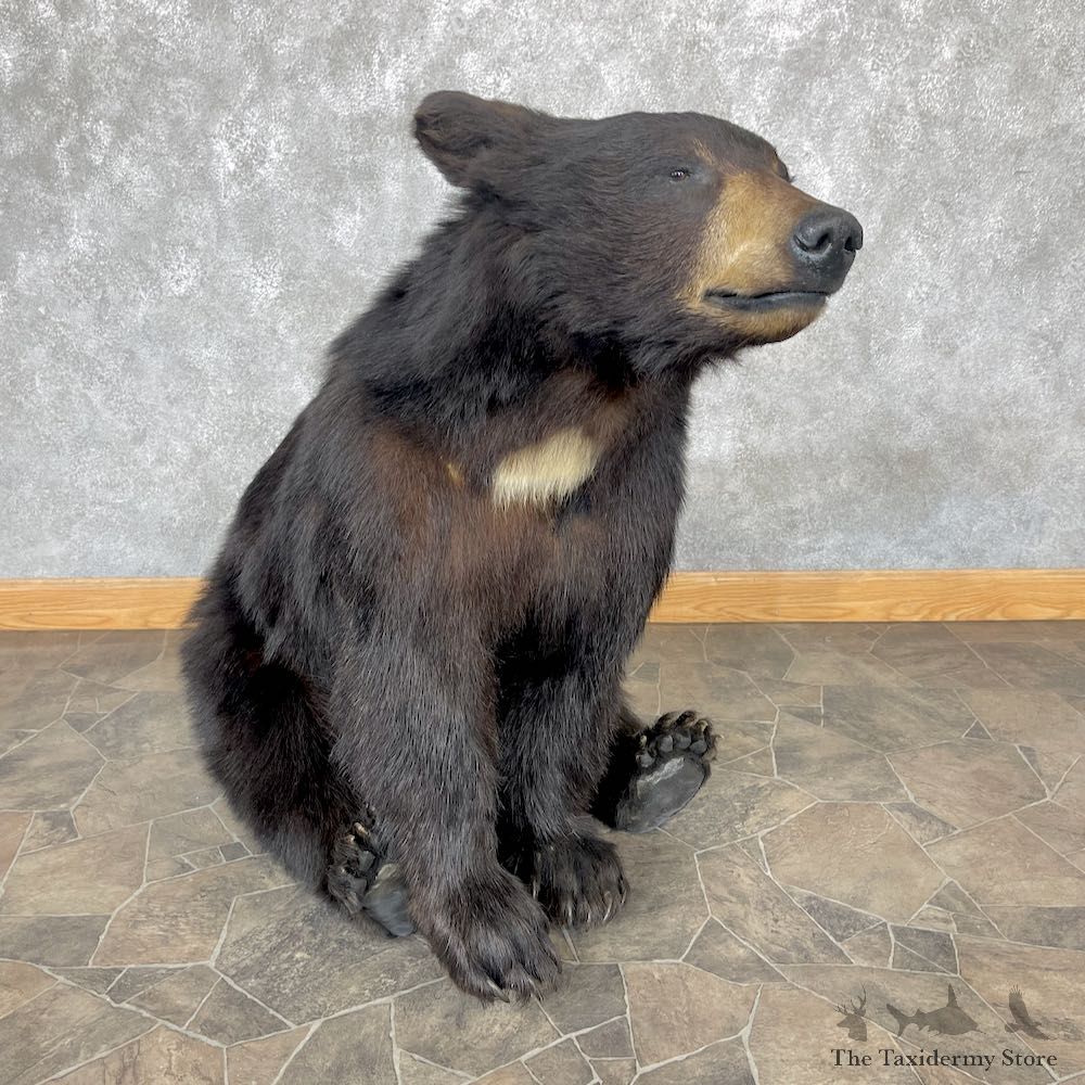 Black Bear Life-Size Mount For Sale #26592 @ The Taxidermy Store