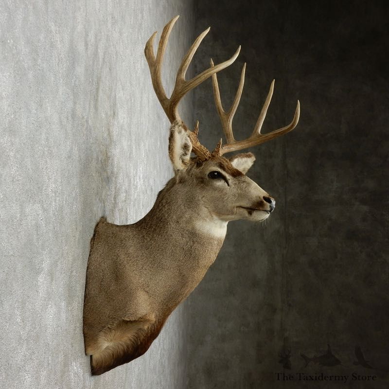 Mule Deer Shoulder Mount For Sale #17351 @ The Taxidermy Store