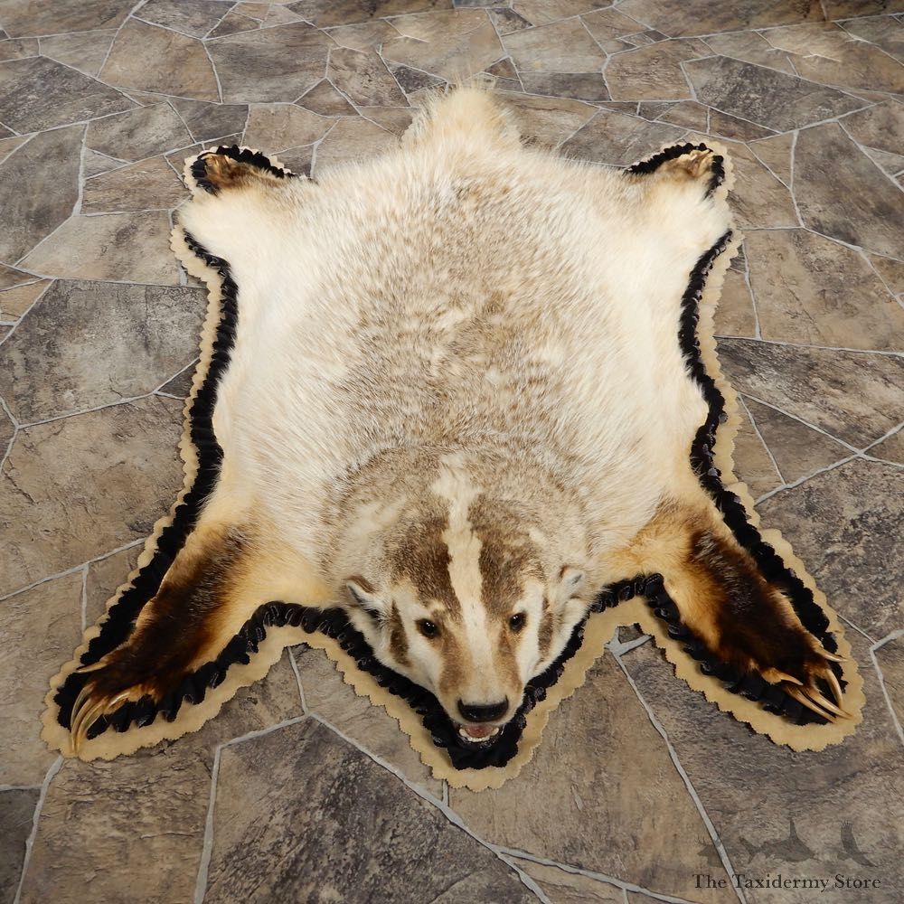 Badger Full-Size Rug Mount For Sale #18982 @ The Taxidermy Store