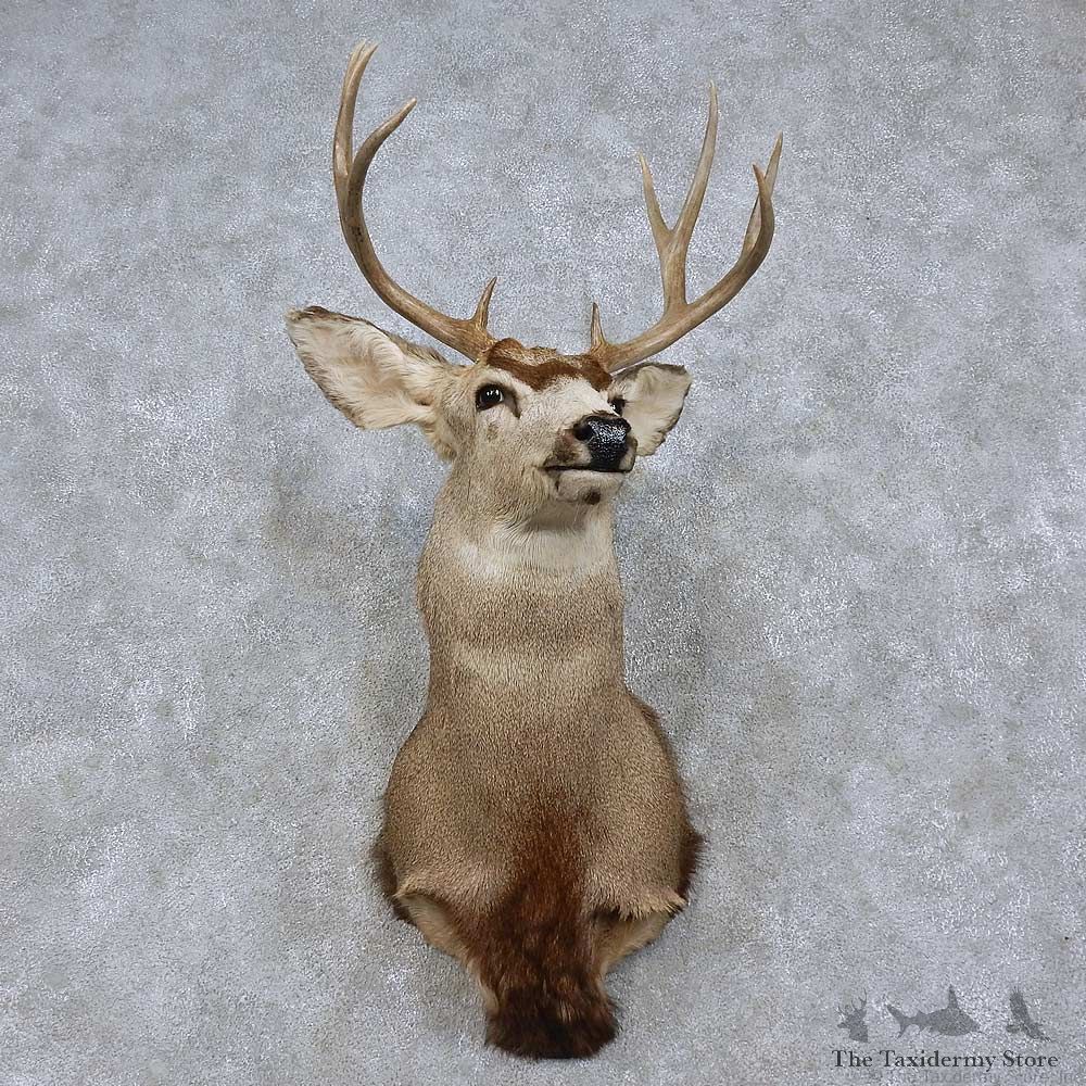 Mule Deer Shoulder Mount For Sale #15762 @ The Taxidermy Store