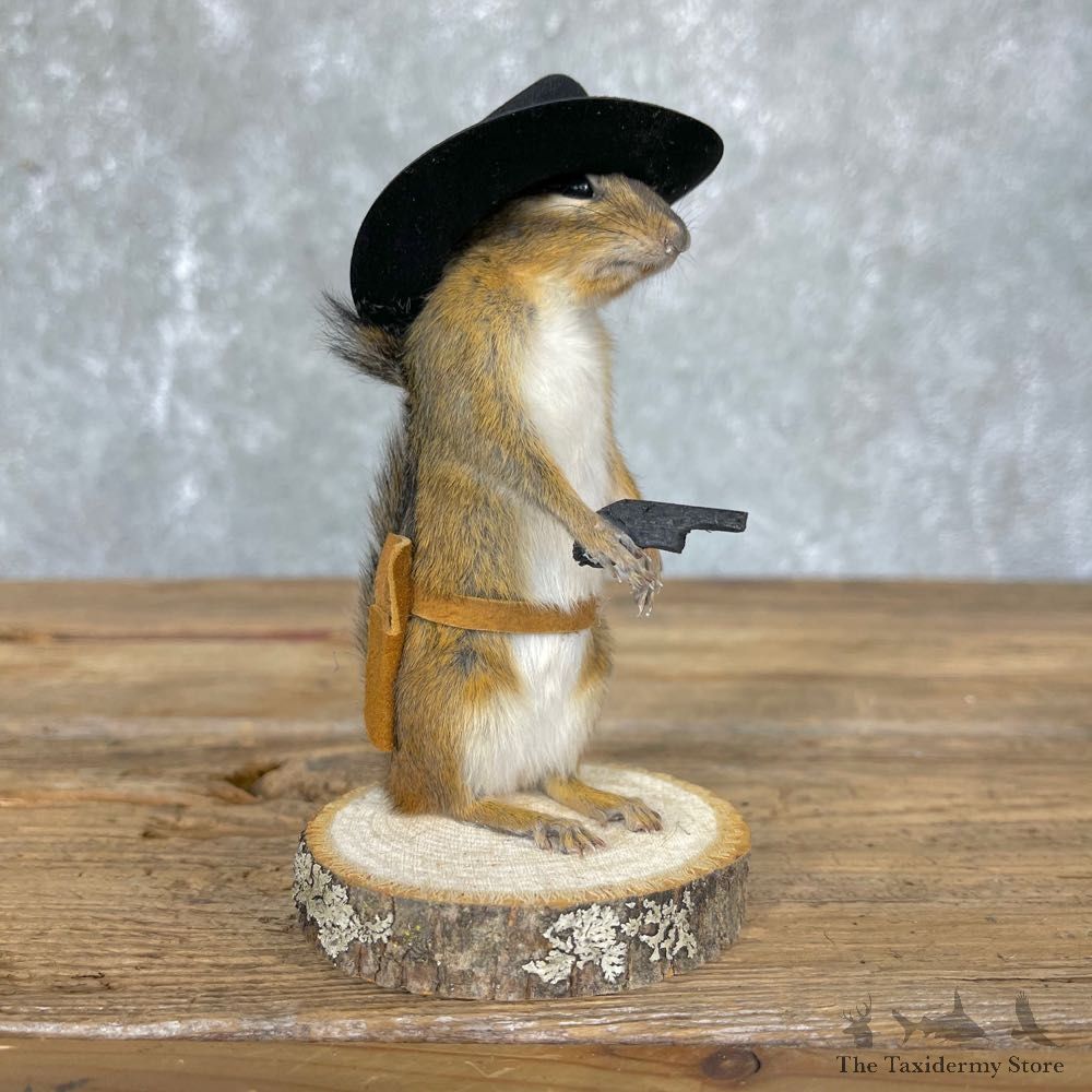 Cowboy Chipmunk Novelty Mount For Sale #24342 @ The Taxidermy Store