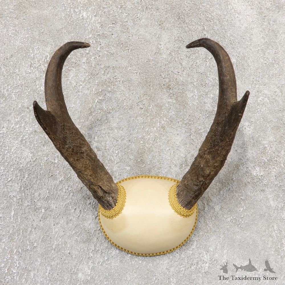 Pronghorn Taxidermy Horn Mount #19037 For Sale @ The Taxidermy Store