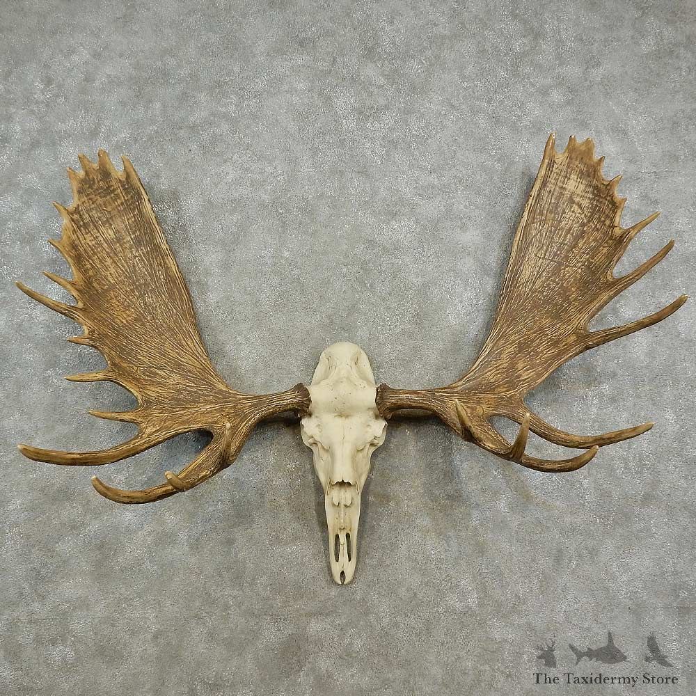 Reproduction Moose Skull European Mount For Sale #16901 @ The Taxidermy Store