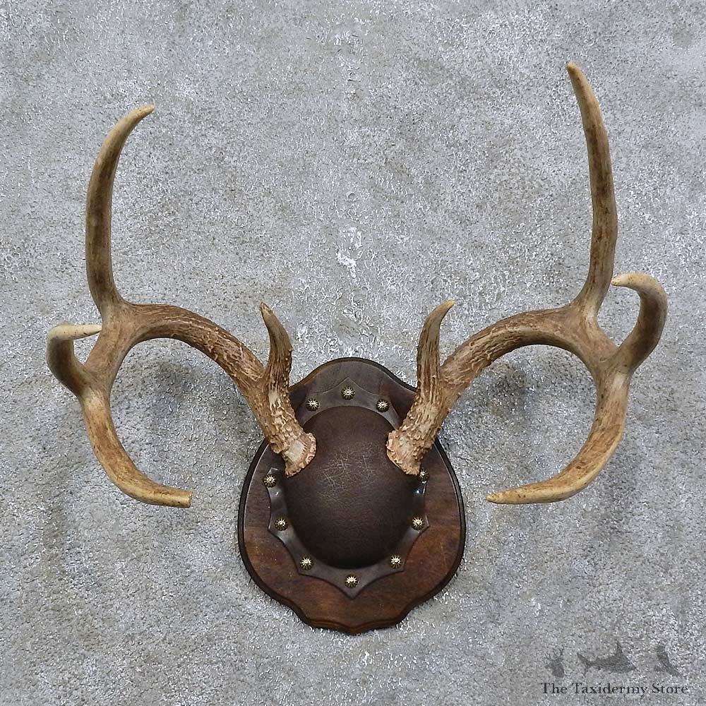 Whitetail Deer Antler Plaque Mount For Sale #15771 @ The Taxidermy Store