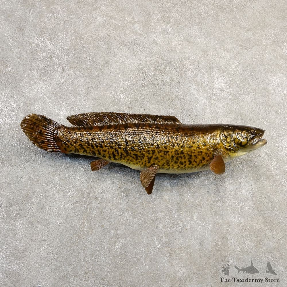 Bowfin Fish Mount For Sale #20864 @The Taxidermy Store