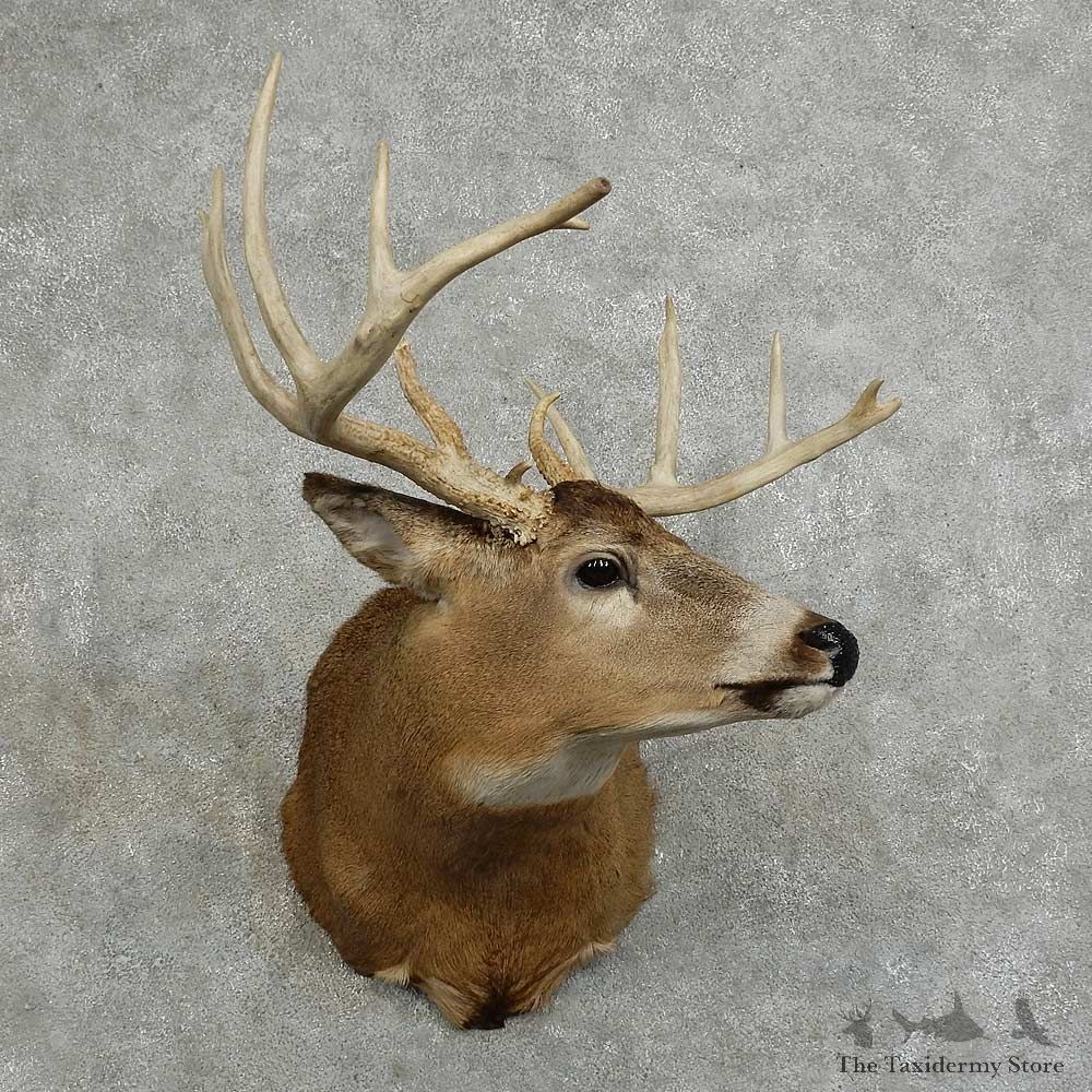 Whitetail Deer Shoulder Mount For Sale #16084 @ The Taxidermy Store
